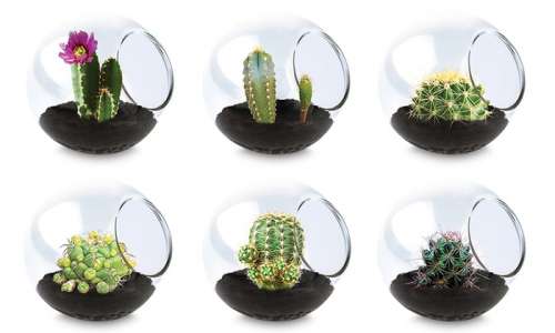 Tiny Terrariums- Assorted Cacti 3-Pack